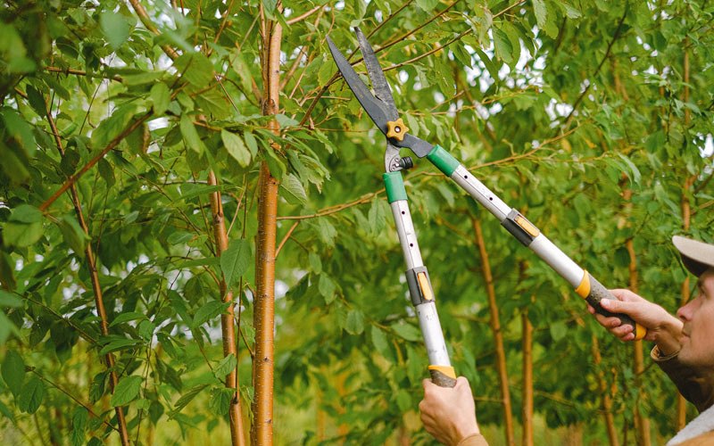 Tree trimming in Louviers, CO
