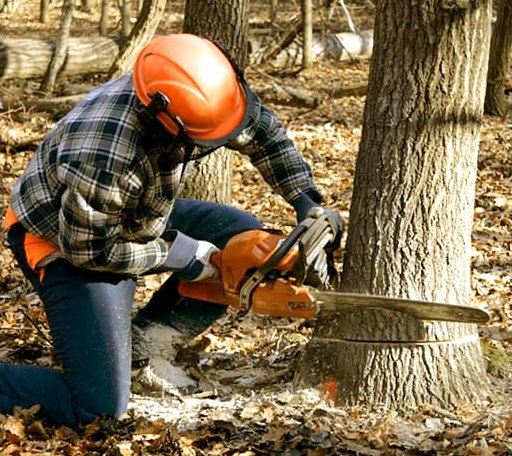 Tree Removal in Louviers, CO